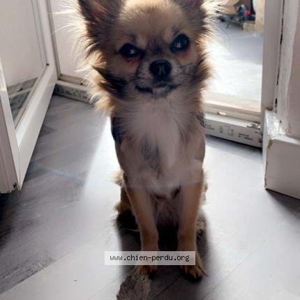 Photo 1/1 Chien retrouvé Perdu à Marseille