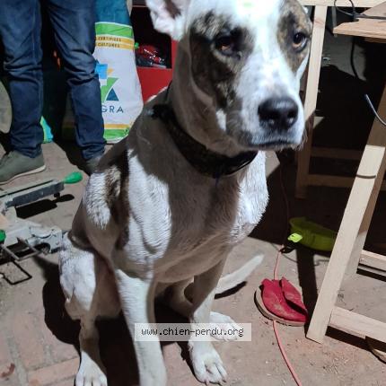 Photo 1/1 Chien retrouvé Trouvé à Villegongis