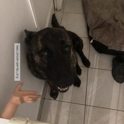 Photo 1/1 Chien retrouvé Trouvé à Saint nazaire