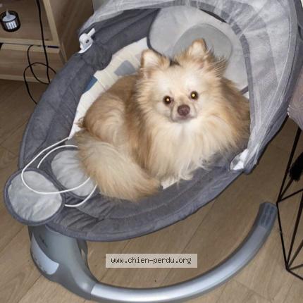 Photo 1/1 Chien retrouvé Perdu à Le mans