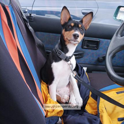 Photo 1/1 Chien retrouvé Perdu à Rennes