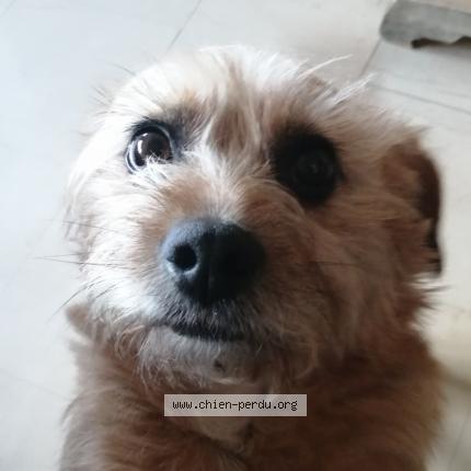 Photo 1/1 Chien retrouvé Perdu à Pont sainte marie