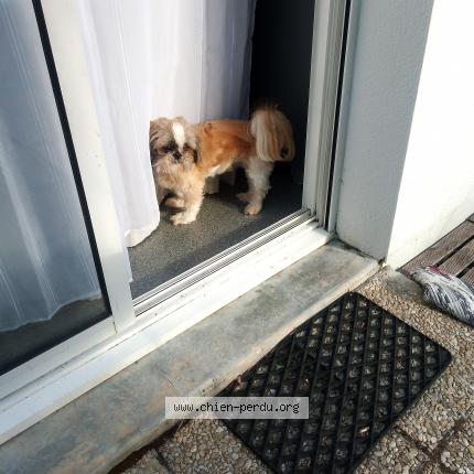 Photo 1/1 Chien retrouvé Perdu à Rochefort