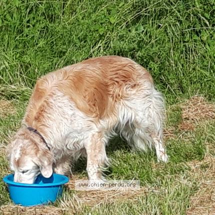 Photo 1/1 Chien retrouvé Trouvé à Saint maurice de gourdans