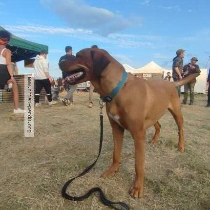 Photo 1/1 Chien retrouvé Perdu à Villingis