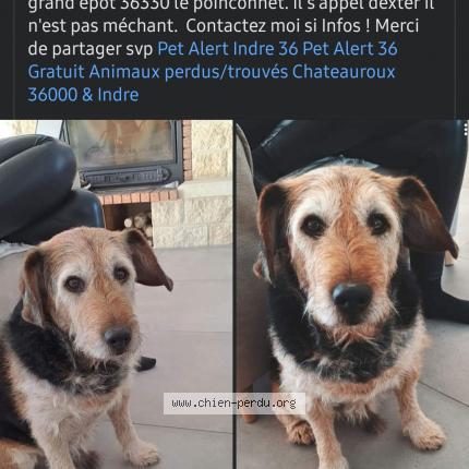 Photo 1/1 Chien retrouvé Perdu à Le poinconnet