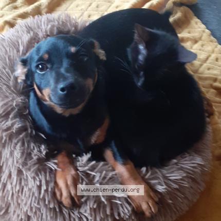 Photo 1/1 Chien retrouvé Perdu à 31480 lagraulet st nicolas