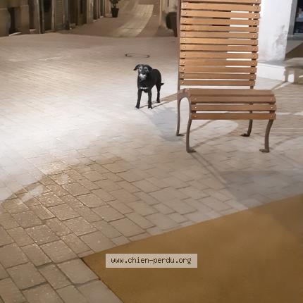 Photo 1/1 Chien retrouvé Trouvé à Dole