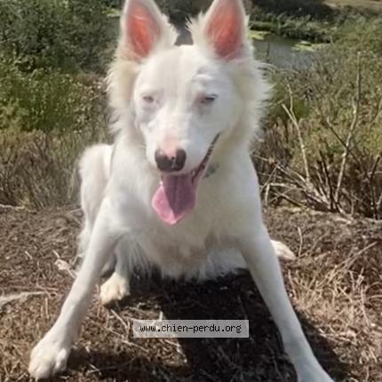 Photo de chien perdu à Noyal Chatillon Sur Seiche