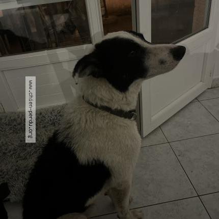 Photo de chien trouvé à Serre Sur Arget