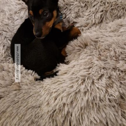 Photo 1/1 Chien retrouvé Perdu à Grenoble