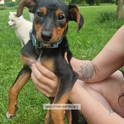 Photo 1/1 Chien retrouvé Perdu à Grenoble