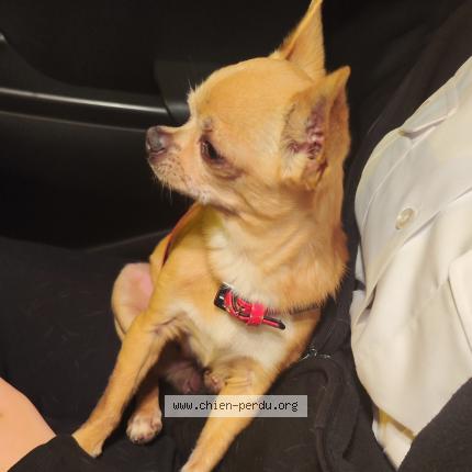 Photo 1/1 Chien retrouvé Trouvé à Tourrettes sur loup