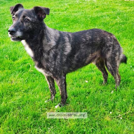 Photo 2/2 Chien retrouvé Perdu à Bonval