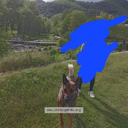 Photo de chien perdu à Arles Sur Tech