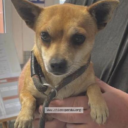 Photo 1/1 Chien retrouvé Perdu à Beauzelle