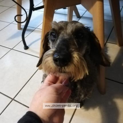 Photo 1/1 Chien retrouvé Perdu à Cap ferret