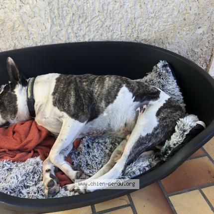 Photo 1/1 Chien retrouvé Perdu à Saint marc jaumegarde