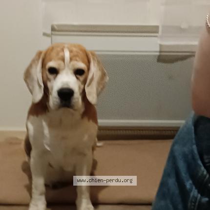 Photo 1/1 Chien retrouvé Trouvé à Thonon les bains