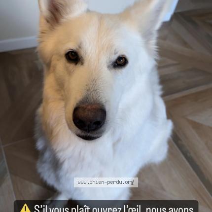 Photo 1/1 Chien retrouvé Perdu à Athies