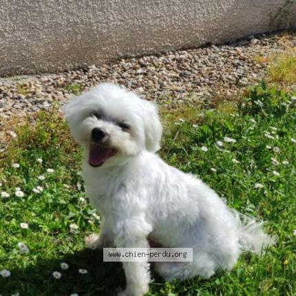 Photo 1/1 Chien retrouvé Trouvé à Sainte bazeille