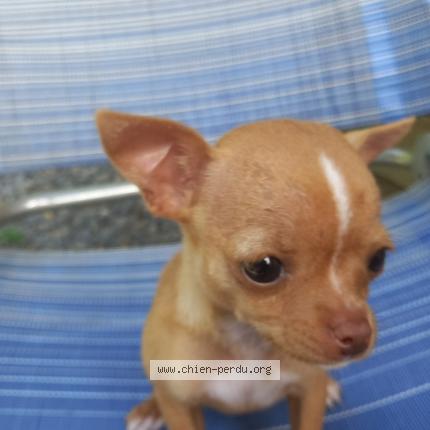 Photo 1/1 Chien retrouvé Perdu à Grisy suisnes