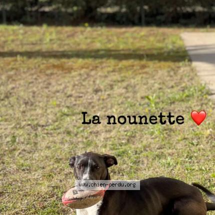 Photo 1/1 Chien retrouvé Perdu à St prim