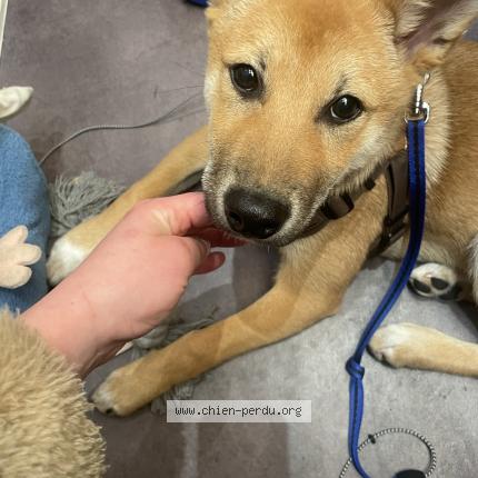 Photo 1/1 Chien retrouvé Perdu à Biarritz
