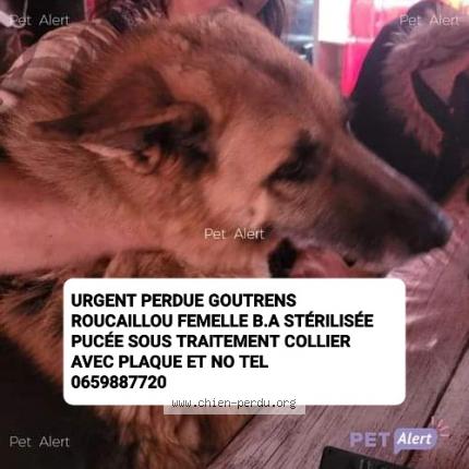 Photo de chien perdu à Goutrens