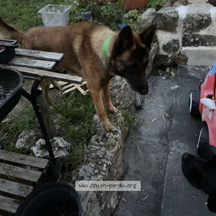 Photo 1/1 Chien retrouvé Trouvé à Calcatoggio