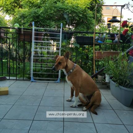 Photo 1/1 Chien retrouvé Trouvé à Sartrouville