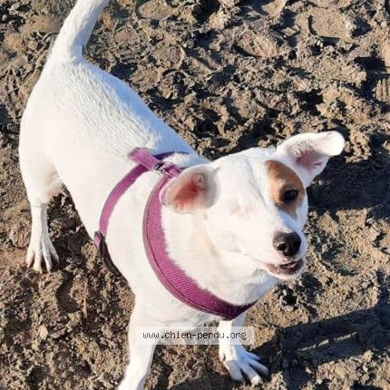 Photo 1/1 Chien retrouvé Perdu à Cers