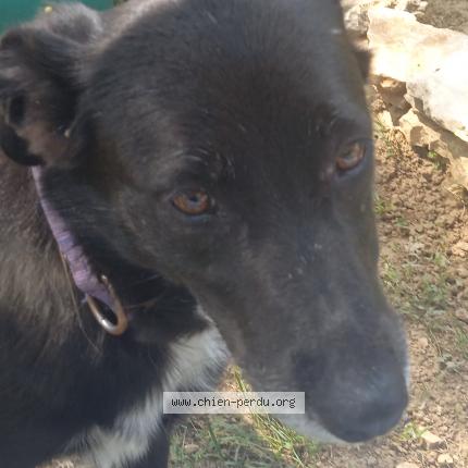 Photo 1/1 Chien retrouvé Trouvé à St martin d ardeche