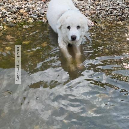 Photo 1/1 Chien retrouvé Perdu à Rousson