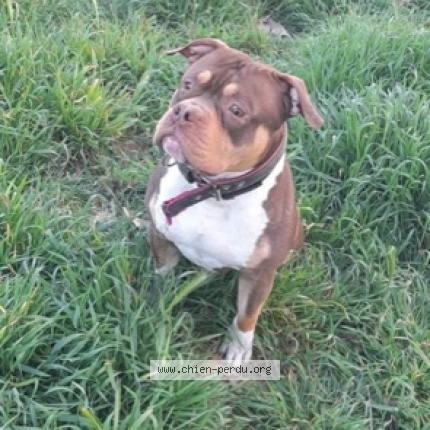 Photo 1/1 Chien retrouvé Perdu à Montelimar