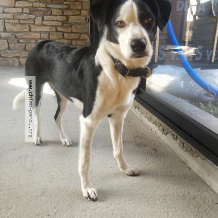 Photo 1/1 Chien retrouvé Perdu à Ferel