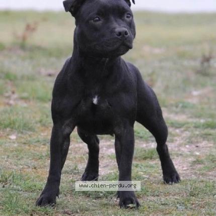 Photo 1/1 Chien retrouvé Perdu à Chemille en anjou