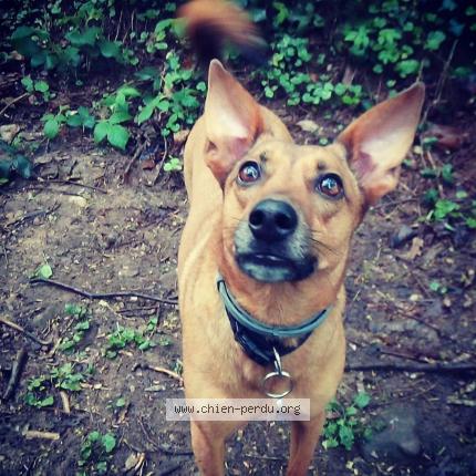 Photo 1/1 Chien retrouvé Perdu à Sewen