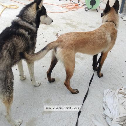 Photo 1/1 Chien retrouvé Trouvé à Corbarieu