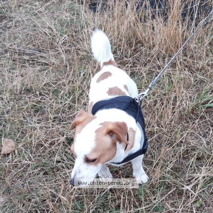 Photo 1/1 Chien retrouvé Perdu à Henin beaumont
