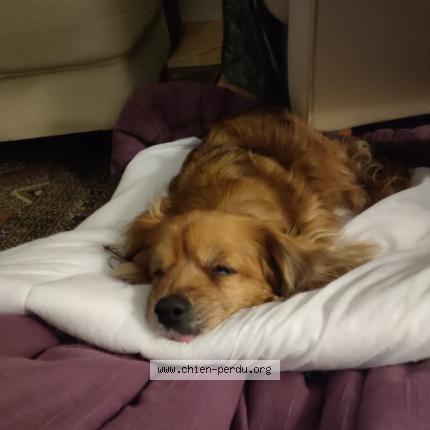 Photo 1/1 Chien retrouvé Perdu à Bagnols sur ceze