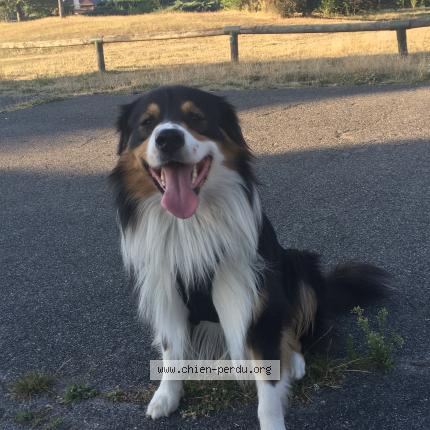 Photo 1/1 Chien retrouvé Perdu à Beauvais