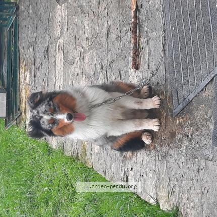 Photo 1/1 Chien retrouvé Perdu à Egriselles le bocage