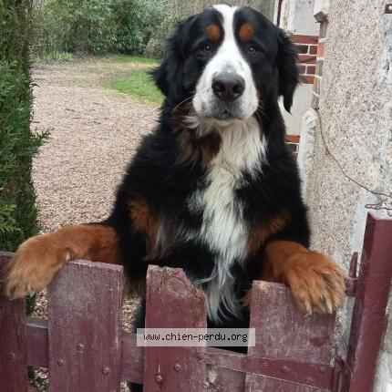 Photo 1/1 Chien retrouvé Perdu à Romilly sur aigre