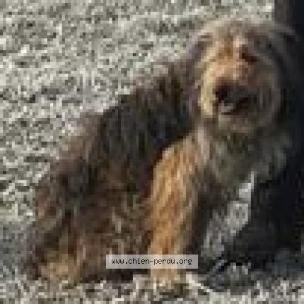 Photo 1/1 Chien retrouvé Perdu à Montpellier