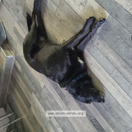 Photo 1/1 Chien retrouvé Trouvé à Langoiran