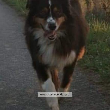 Photo 1/1 Chien retrouvé Perdu à La bastide l eveque