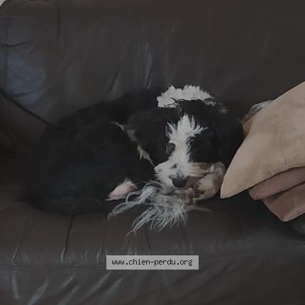 Photo de chien perdu à Castelvieilh