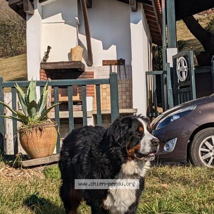 Photo de chien perdu à Larrazet
