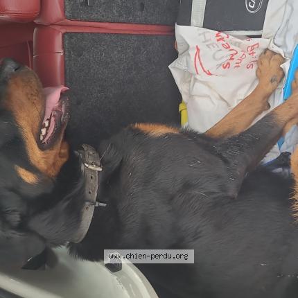 Photo 1/1 Chien retrouvé Trouvé à Pertuis